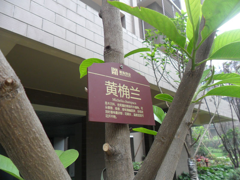 黄桷兰树铭牌制作图片
